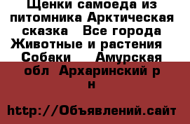 Щенки самоеда из питомника Арктическая сказка - Все города Животные и растения » Собаки   . Амурская обл.,Архаринский р-н